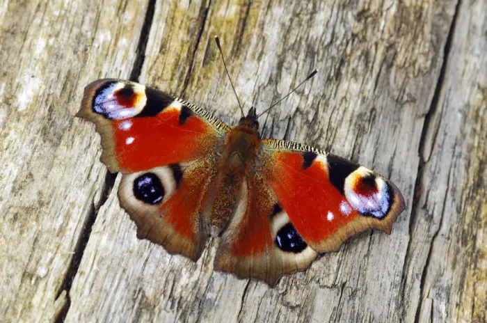 Framed Print : Peacock butterfly (Inachis io) basking on fallen tree, Southwest London, England, UK, April