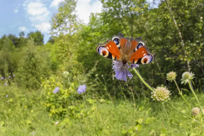 Framed Print : Peacock butterfly (Inachis io) feeding on Field Scabious (Knautia arvensis) in a disused Framed Print : Peacock butterfly (Inachis io) feeding on Field Scabious (Knautia arvensis) in a disused