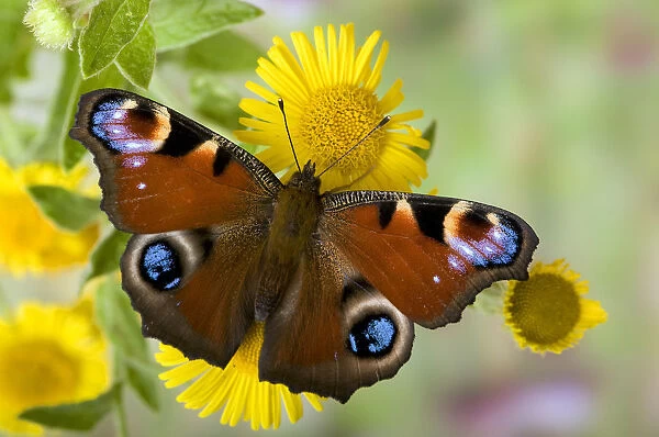 Peacock butterfly (Inachis io) on Fleabane flowers, Hertfordshire, England, UK
