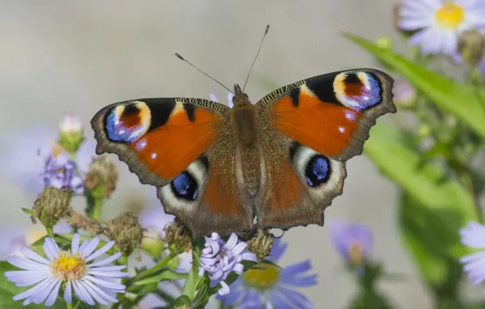 Framed Print : Peacock butterfly (Inachis io) newly emerged on asters, Jyvaskyla, Finland, August Framed Print : Peacock butterfly (Inachis io) newly emerged on asters, Jyvaskyla, Finland, August
