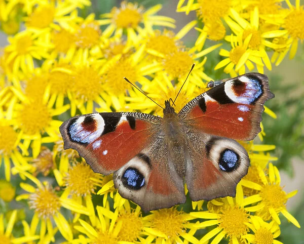 Peacock butterfly (Inachis io) on Ragwort (Senecio jacobaea) Scotland, UK