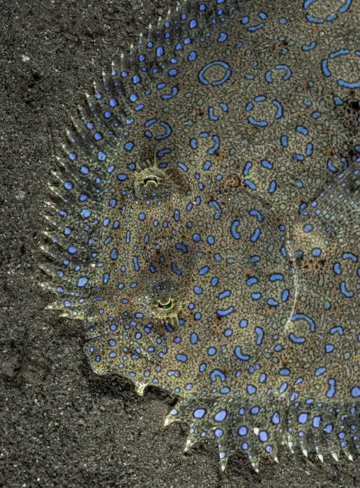 Framed Print : Peacock flounder (Bothus lunatus) camouflaged on sand seabed, Dominica, Eastern Caribbean Framed Print : Peacock flounder (Bothus lunatus) camouflaged on sand seabed, Dominica, Eastern Caribbean