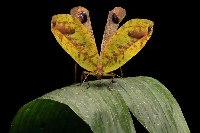 Framed Print : Peacock katydid (Pterochroza ocellata) on leaf in defensive posture, Yasuni National Park, Amazon Basin, Ecuador Framed Print : Peacock katydid (Pterochroza ocellata) on leaf in defensive posture, Yasuni National Park, Amazon Basin, Ecuador
