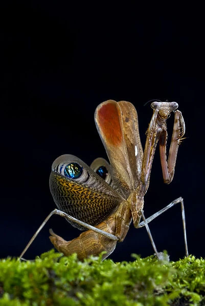 Peacock mantis (Pseudempusa pinnapavonis) in defensive posture; captive occurs in Burma