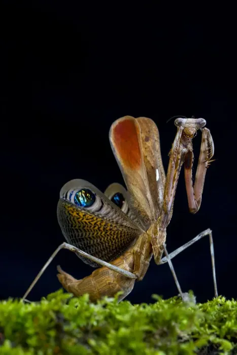 Framed Print : Peacock mantis (Pseudempusa pinnapavonis) in defensive posture; captive occurs in Burma Framed Print : Peacock mantis (Pseudempusa pinnapavonis) in defensive posture; captive occurs in Burma