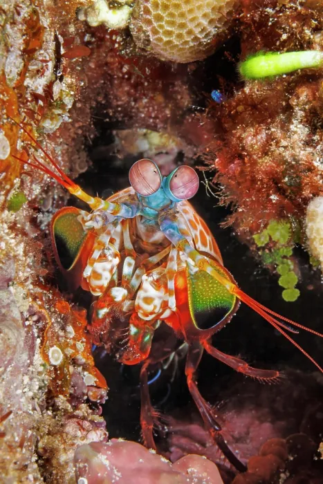 Framed Print : Peacock mantis shrimp (Odontodactylus scyllarus) portrait, Guam, Micronesia, Pacific Ocean Framed Print : Peacock mantis shrimp (Odontodactylus scyllarus) portrait, Guam, Micronesia, Pacific Ocean