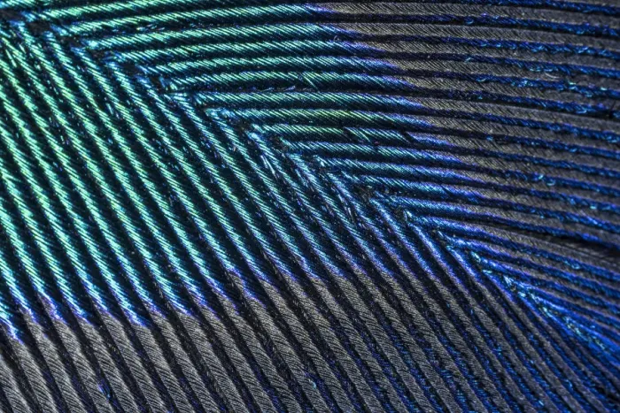 Framed Print : Peacock (Pavo cristatus feather close up showing iridescence at 10x magnification