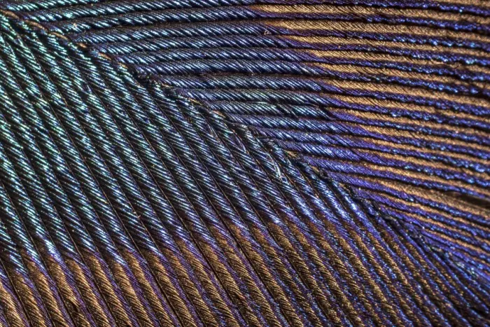Framed Print : Peacock (Pavo cristatus feather close up showing iridescence at 10x magnification Framed Print : Peacock (Pavo cristatus feather close up showing iridescence at 10x magnification