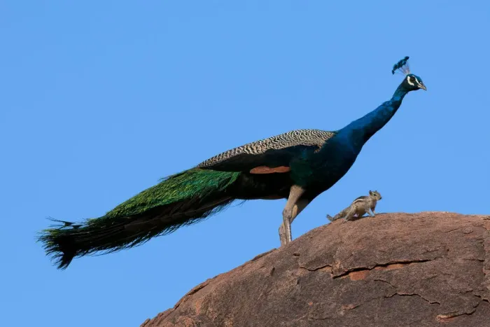 Framed Print : Peacock (Pavo cristatus) on rock with Palm Squirrel (Funambulus sp) India Framed Print : Peacock (Pavo cristatus) on rock with Palm Squirrel (Funambulus sp) India