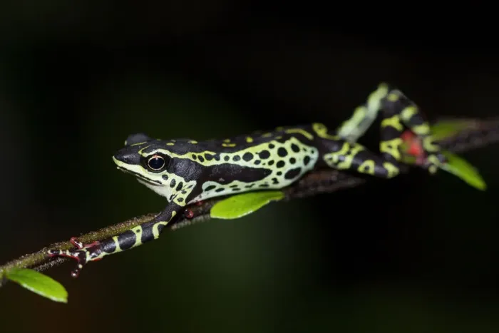 Framed Print : Pebas stubfoot toad / Harlequin toad (Atelopus spumarius) stretching on branch, Yasuni Framed Print : Pebas stubfoot toad / Harlequin toad (Atelopus spumarius) stretching on branch, Yasuni
