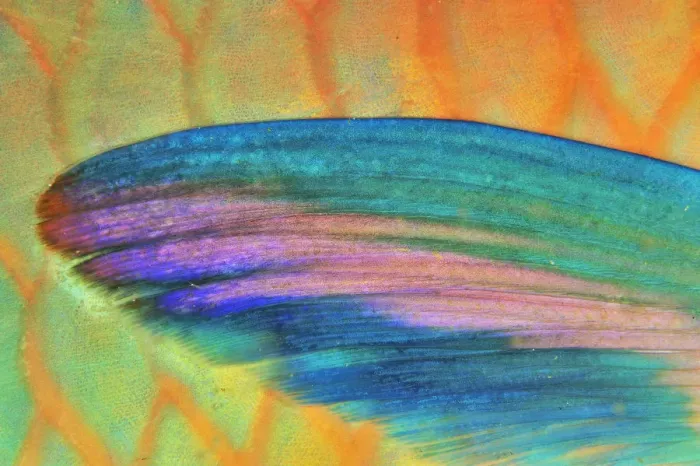Framed Print : Detail of the pectoral fin of Roundhead parrotfish (Scarus viridifucatus) coast of Dhofar Framed Print : Detail of the pectoral fin of Roundhead parrotfish (Scarus viridifucatus) coast of Dhofar