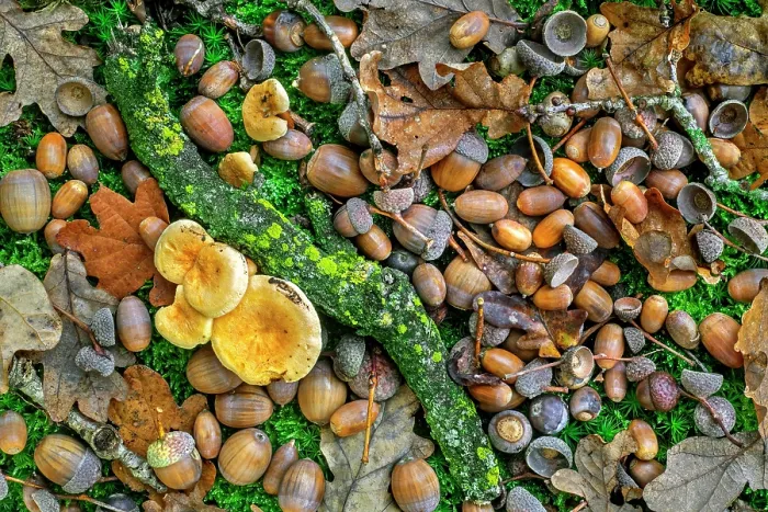 Framed Print : Pedunculate oak (Quercus robur) close-up of fallen acorns / nuts under tree during good mast year in autumn woodland, Belgium. October Framed Print : Pedunculate oak (Quercus robur) close-up of fallen acorns / nuts under tree during good mast year in autumn woodland, Belgium. October
