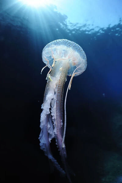 Pelagia stinger  /  Common jellyfish (Pelagia noctiluca) Malta, Mediteranean, May 2009