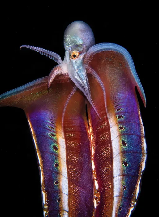 Framed Print : Pelagic blanket octopus (Tremoctopus gracilis) female, swimming in open water, unfurling her display blanket membrane, off Anilao, Batangas, Philippines, Pacific Ocean Framed Print : Pelagic blanket octopus (Tremoctopus gracilis) female, swimming in open water, unfurling her display blanket membrane, off Anilao, Batangas, Philippines, Pacific Ocean