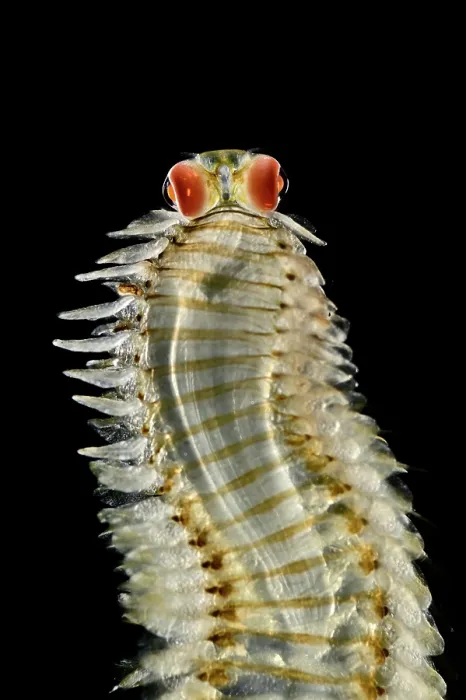 Framed Print : Pelagic polychaete (Alciopa reynaudii) portrait. These pelagic worms are known for their fragile, thin, transparent bodies and large, complex spherical eyes with an internal lens Framed Print : Pelagic polychaete (Alciopa reynaudii) portrait. These pelagic worms are known for their fragile, thin, transparent bodies and large, complex spherical eyes with an internal lens