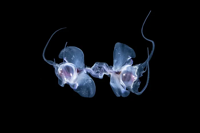 Framed Print : Pelagic pteropods (Cavolinia globulosa) pair, coupled for mating in open water at night, Anilao, Batangas marine protected area, Luzon, Philippines, Verde Island Passages Framed Print : Pelagic pteropods (Cavolinia globulosa) pair, coupled for mating in open water at night, Anilao, Batangas marine protected area, Luzon, Philippines, Verde Island Passages