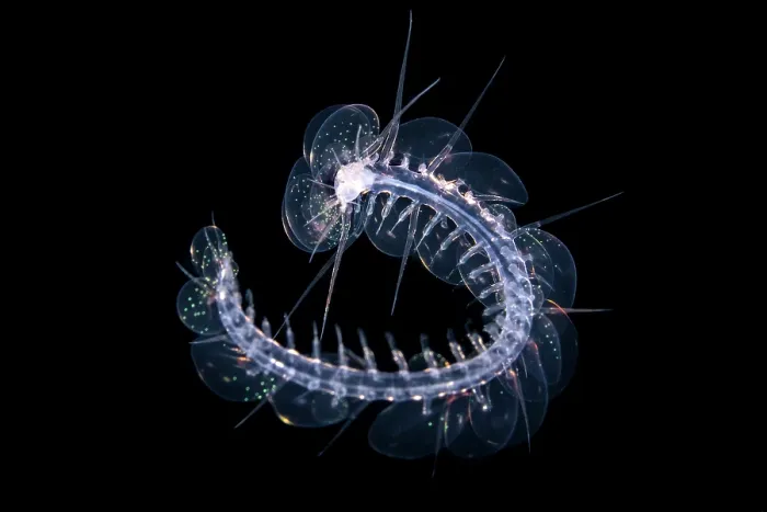 Framed Print : Pelagic scaleworm (Drieschia sp.) drifting in open water at night, Grand Cayman, Cayman Islands, British West Indies, Caribbean Sea Framed Print : Pelagic scaleworm (Drieschia sp.) drifting in open water at night, Grand Cayman, Cayman Islands, British West Indies, Caribbean Sea
