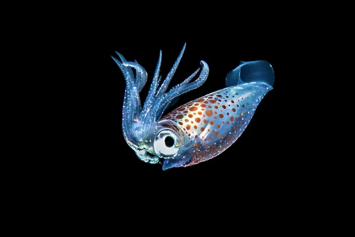 Framed Print : Pelagic squid (Abralia sp.) drifting in open water, at night, Bitung, North Sulawesi, Indonesia, Lembeh Strait, Molucca Sea Framed Print : Pelagic squid (Abralia sp.) drifting in open water, at night, Bitung, North Sulawesi, Indonesia, Lembeh Strait, Molucca Sea