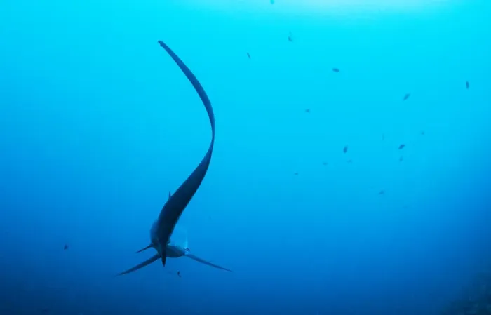 Framed Print : Pelagic thresher shark (Alopias pelagicus) cleaned by a Bluestreak cleaner wrasse Framed Print : Pelagic thresher shark (Alopias pelagicus) cleaned by a Bluestreak cleaner wrasse