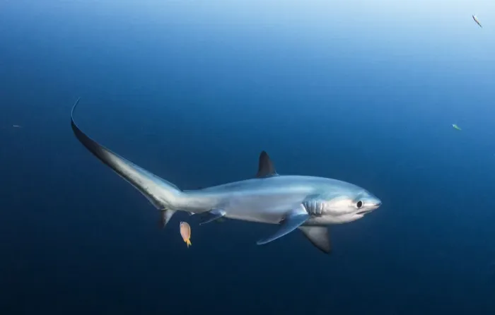 Framed Print : Pelagic thresher shark (Alopias pelagicus) being cleaned by a bluestreak cleaner wrasse Framed Print : Pelagic thresher shark (Alopias pelagicus) being cleaned by a bluestreak cleaner wrasse