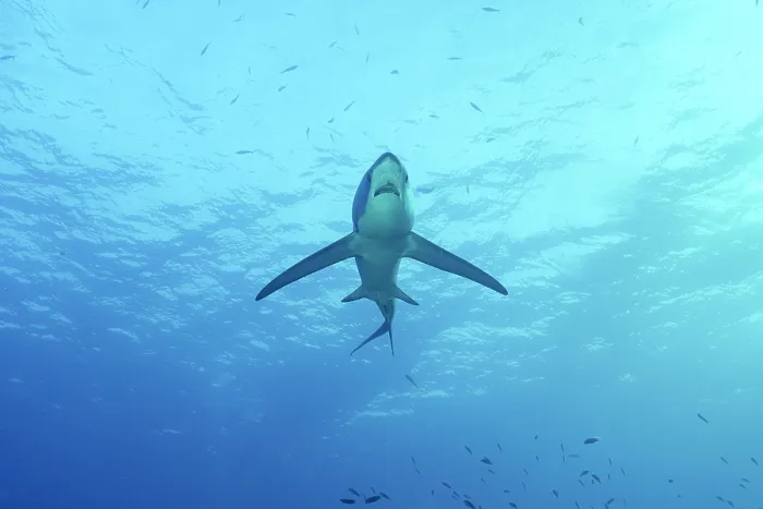 Framed Print : Pelagic thresher shark (Alopias pelagicus) portrait, Malapascua Island, Philippines, Pacific Ocean. Endangered Framed Print : Pelagic thresher shark (Alopias pelagicus) portrait, Malapascua Island, Philippines, Pacific Ocean. Endangered