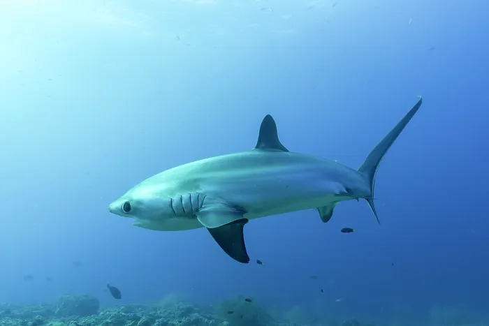 Framed Print : Pelagic thresher shark (Alopias pelagicus) portrait, off Malapascua Island, Philippines, Pacific Ocean. Endangered Framed Print : Pelagic thresher shark (Alopias pelagicus) portrait, off Malapascua Island, Philippines, Pacific Ocean. Endangered