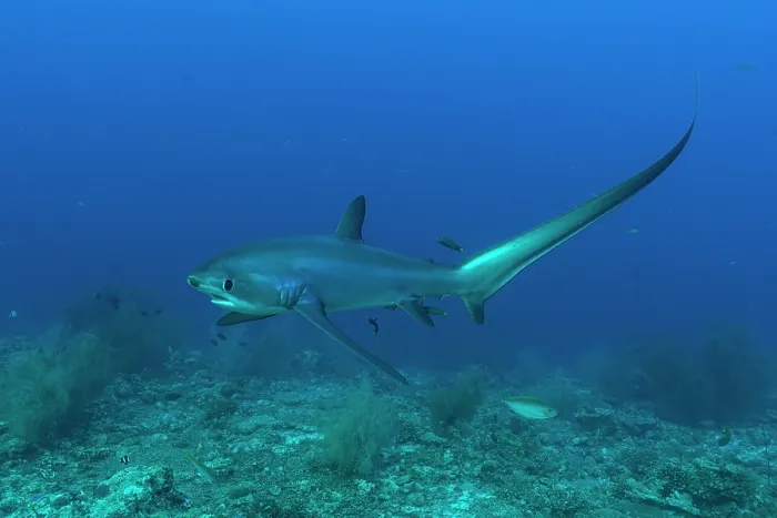 Framed Print : Pelagic thresher shark (Alopias pelagicus) portrait, off Malapascua Island, Philippines, Pacific Ocean. Endangered Framed Print : Pelagic thresher shark (Alopias pelagicus) portrait, off Malapascua Island, Philippines, Pacific Ocean. Endangered