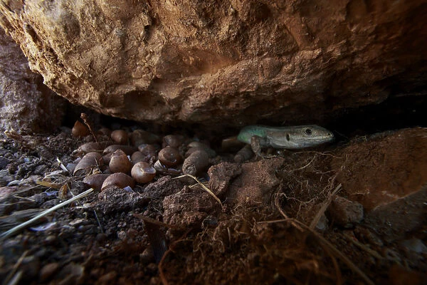 Peloponnese wall lizard (Podarcis peloponnesiacus) under rock, The Peloponnese, Greece