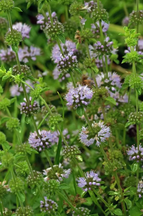 Framed Print : Pennyroyal (Mentha pulegium) in flower, Buckland Park Lake, Surrey, England, UK. August Framed Print : Pennyroyal (Mentha pulegium) in flower, Buckland Park Lake, Surrey, England, UK. August