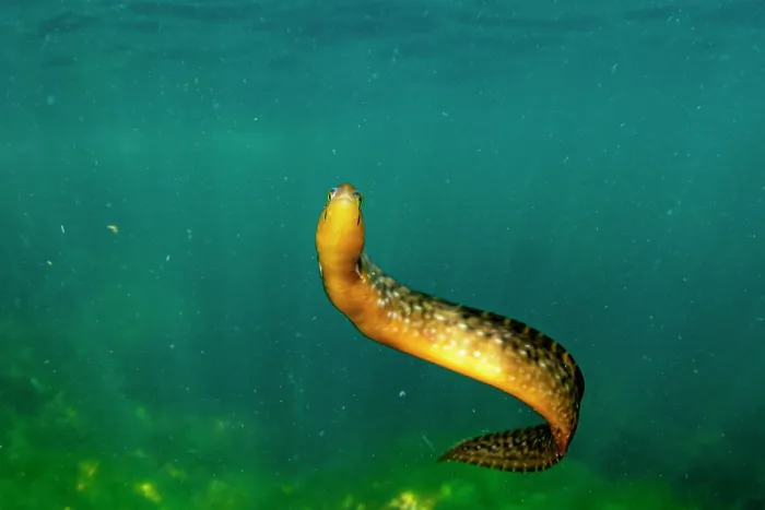 Framed Print : Penpoint gunnel (Apodichthys flavidus) swimming in the water column. Salish Sea, Vancouver Island, British Columbia, Canada Framed Print : Penpoint gunnel (Apodichthys flavidus) swimming in the water column. Salish Sea, Vancouver Island, British Columbia, Canada