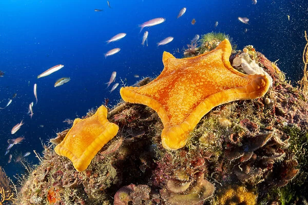 Two Penta star (Peltaster placenta) Punta Campanella Marine Protected area