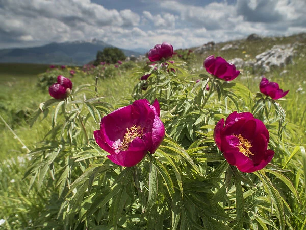 Peony (Paeonia officinalis) Mt Vettore, Umbria, Italy, June