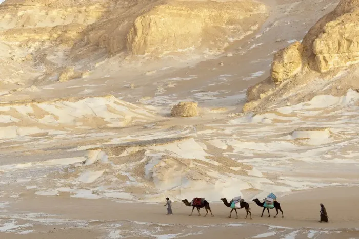 Framed Print : People trekking with Dromedary camels (Camelus dromedarius) through chalk rock formations Framed Print : People trekking with Dromedary camels (Camelus dromedarius) through chalk rock formations