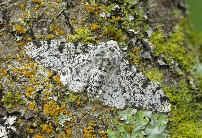 Framed Print : Peppered moth (Biston betularia) camouflaged among lichens, Banbridge, County Down Framed Print : Peppered moth (Biston betularia) camouflaged among lichens, Banbridge, County Down