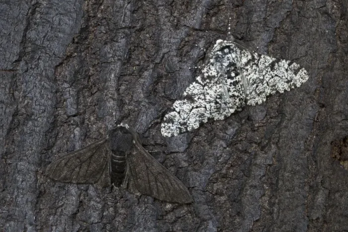 Framed Print : Peppered moth (Biston betularia) showing a comparison of the melanistic form f