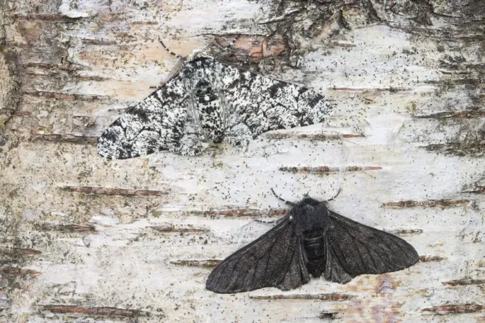 Framed Print : Peppered moth (Biston betularia) showing a comparison of the melanistic form f