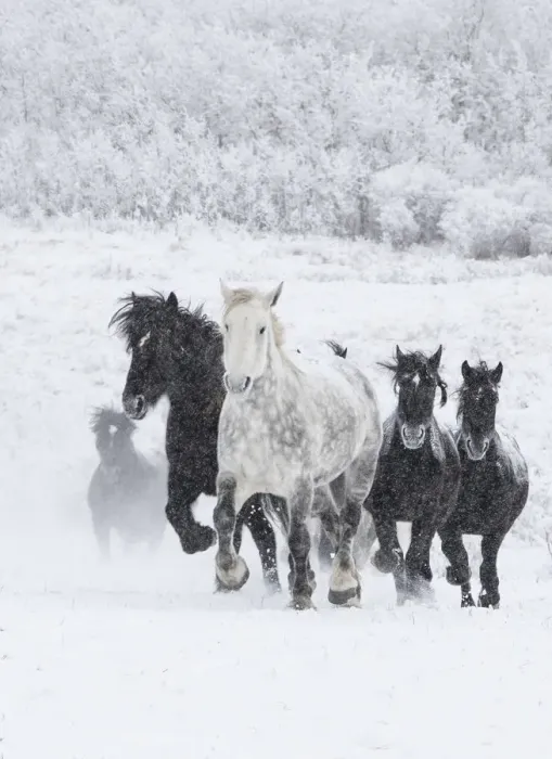 Framed Print : Percheron horse, group running uphill through snow, one dappled grey leading black horses Framed Print : Percheron horse, group running uphill through snow, one dappled grey leading black horses