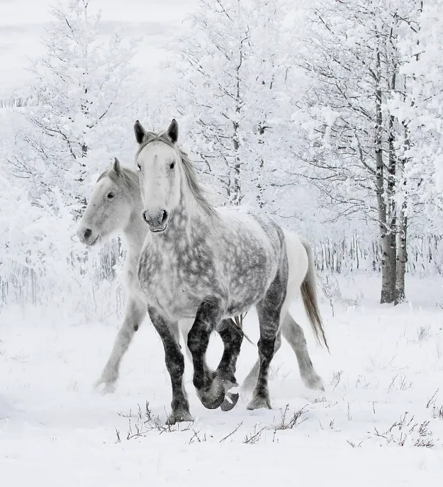 Framed Print : Percheron horses, two including one dappled grey walking through snow, frosty trees in background. Alberta, Canada. February Framed Print : Percheron horses, two including one dappled grey walking through snow, frosty trees in background. Alberta, Canada. February
