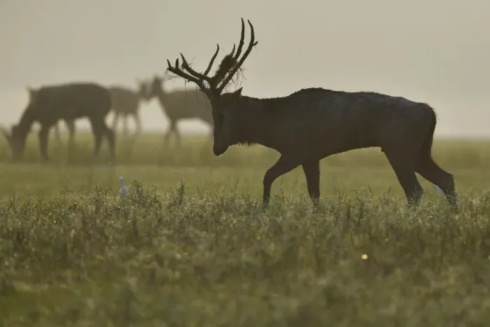 Framed Print : Pere Davids deer / Milu (Elaphurus davidianus) male walking in the morning, Hubei Framed Print : Pere Davids deer / Milu (Elaphurus davidianus) male walking in the morning, Hubei