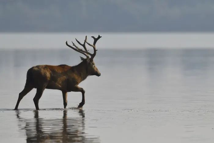 Framed Print : Pere Davids deer / Milu (Elaphurus davidianus) stag wading through the water Framed Print : Pere Davids deer / Milu (Elaphurus davidianus) stag wading through the water