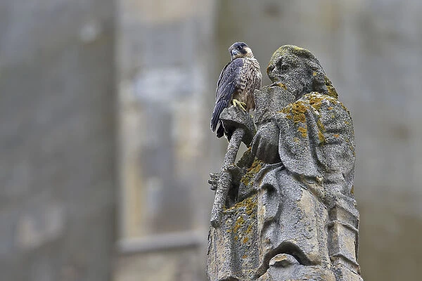 Peregrine (Falco peregrinus peregrinus) on statue at Norwich Cathedral, Norfolk