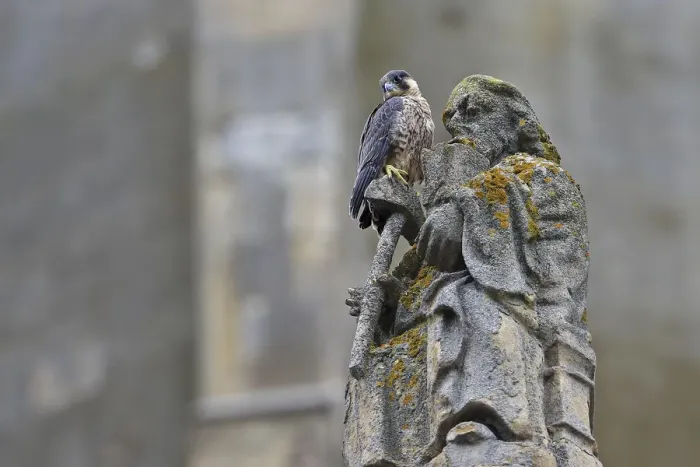 Framed Print : Peregrine (Falco peregrinus peregrinus) on statue at Norwich Cathedral, Norfolk Framed Print : Peregrine (Falco peregrinus peregrinus) on statue at Norwich Cathedral, Norfolk