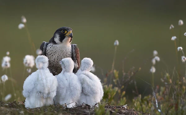Peregrine falcon (Falco peregrinus) adult feeding chicks in nest, Vaala, Finland, June