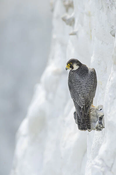 Peregrine Falcon (Falco peregrinus) on the White Cliffs of Dover, Kent, UK. May 2012