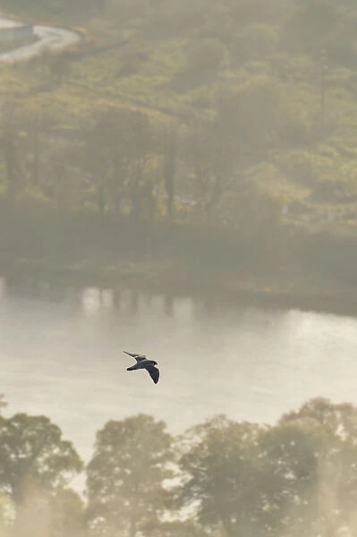 Peregrine Falcon (Falco peregrinus) in flight over the River Tay. Kinnoull Hill Woodland Park