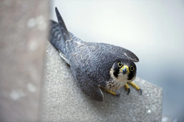 Peregrine falcon (Falco peregrinus) perched looking up, Sagrada Familia, Barcelona