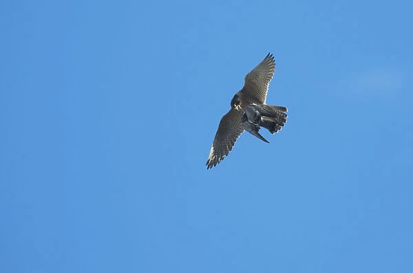 Peregrine falcon (Falco peregrinus) in flight carrying prey, Barcelona, Spain, April