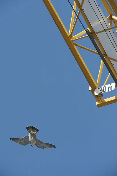 Peregrine falcon (Falco peregrinus) flying past a crane, Barcelona, Spain, April