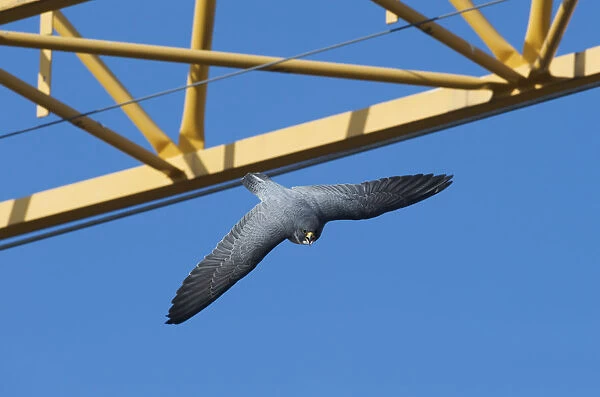 Peregrine falcon (Falco peregrinus) flying past crane, Barcelona, Spain, April