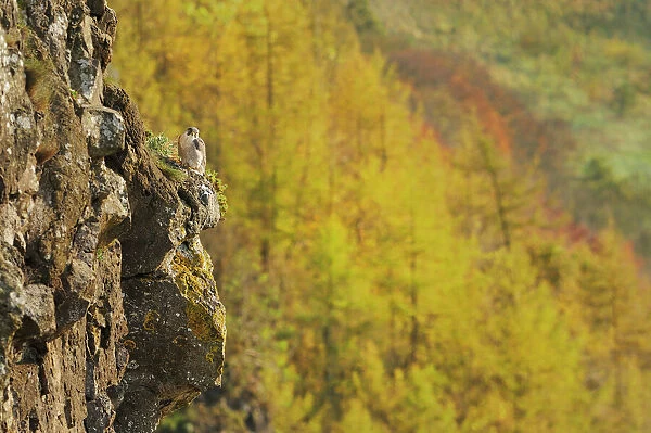 Peregrine Falcon (Falco peregrinus) perched on a cliff above a woodland in autumn